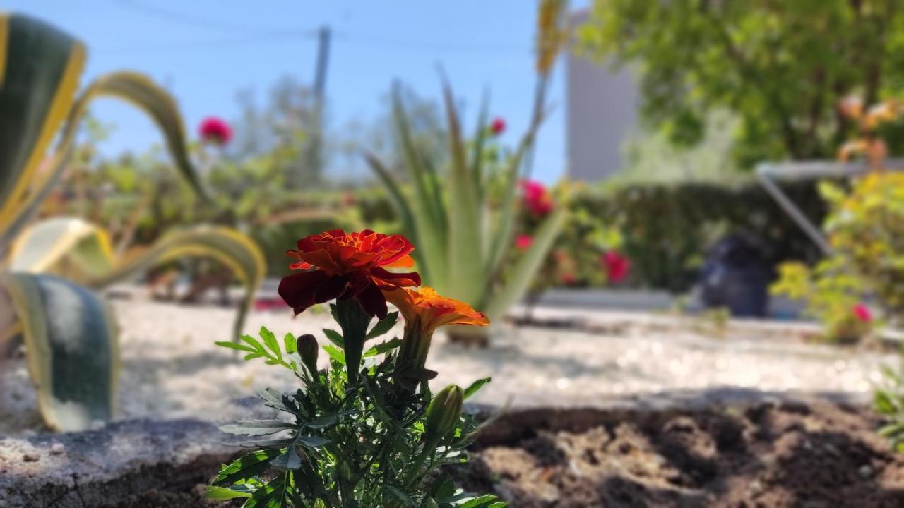 Villa Elina House And Garden Nikiti  Esterno foto